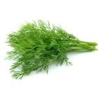 Гілочки кропу